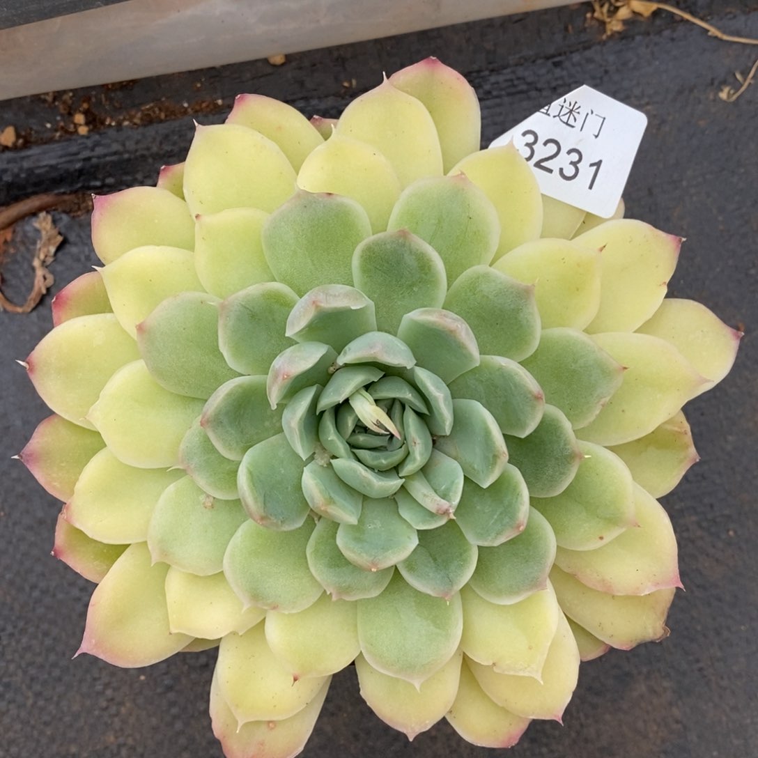 杂交精品多肉3231~12厘米