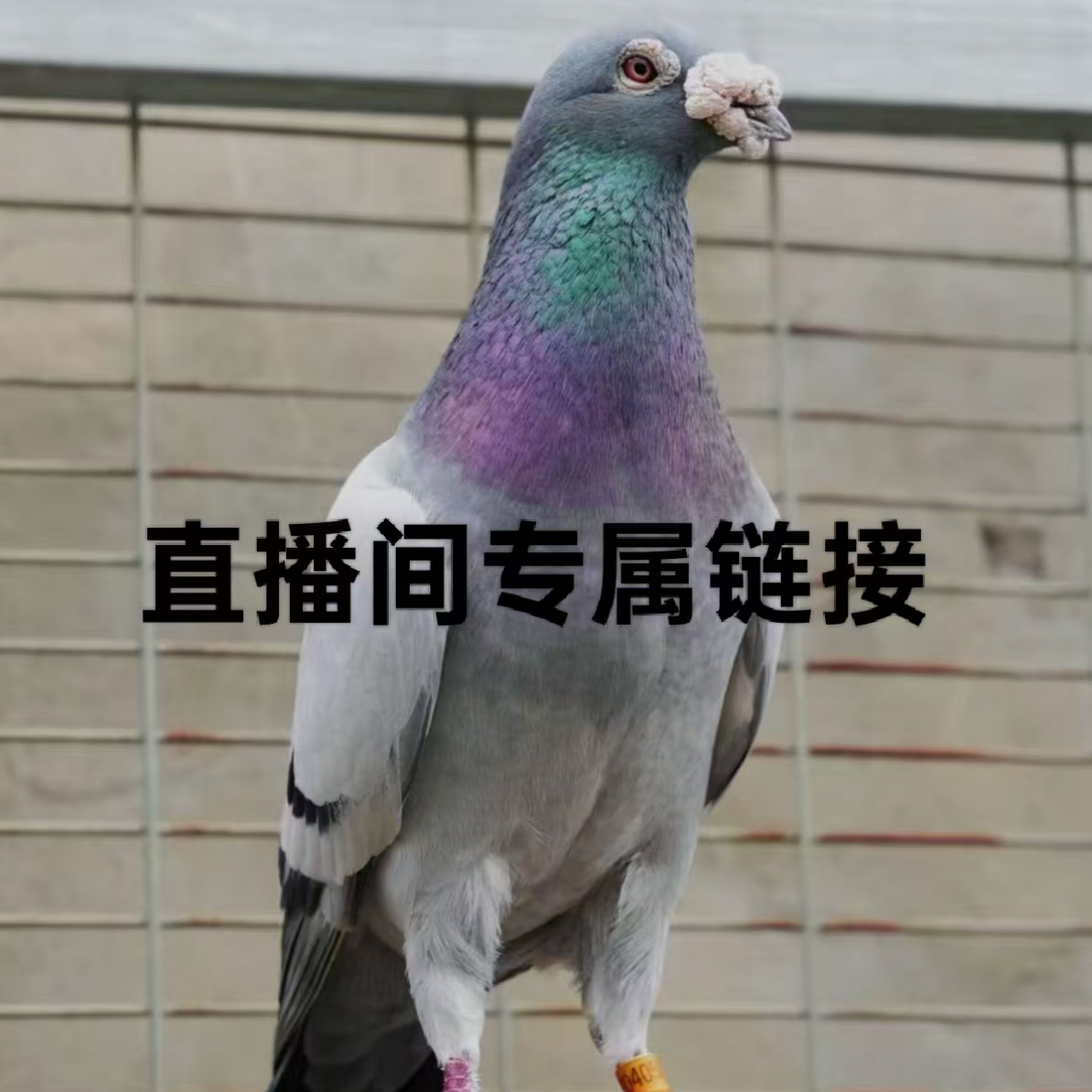 纯种下蛋王落地王鸽子生鲜活体青年鸽可作肉鸽信鸽