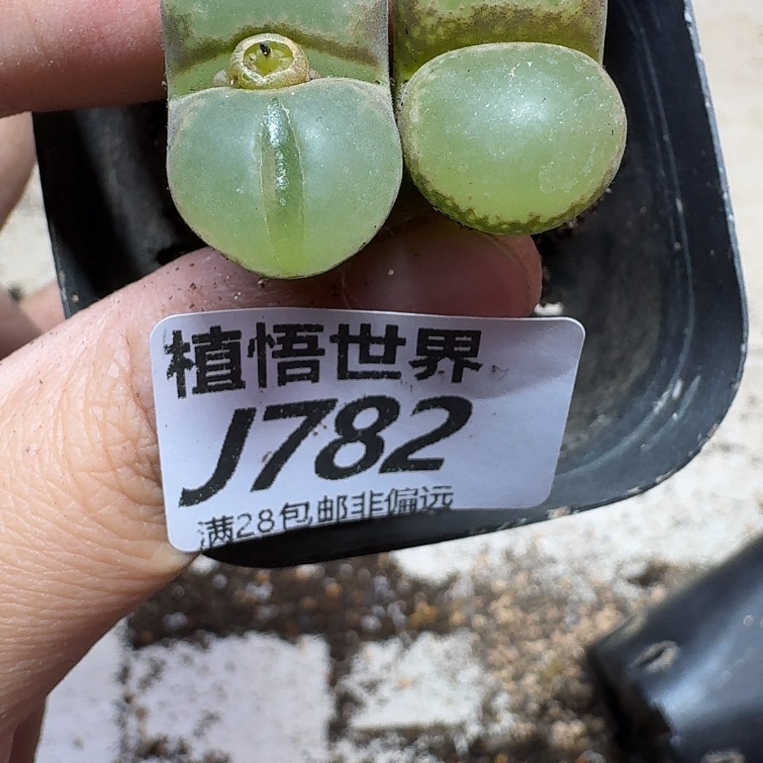 多肉植物的润泽fghn