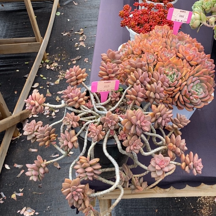 015姬隆月肉肉肉肉肉肉