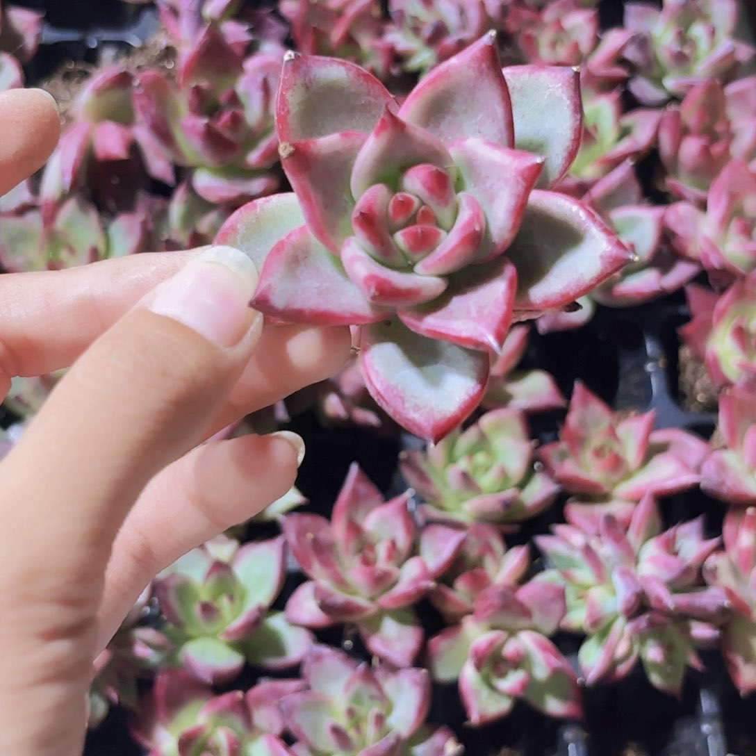 精品血罗多肉植物小穴苗