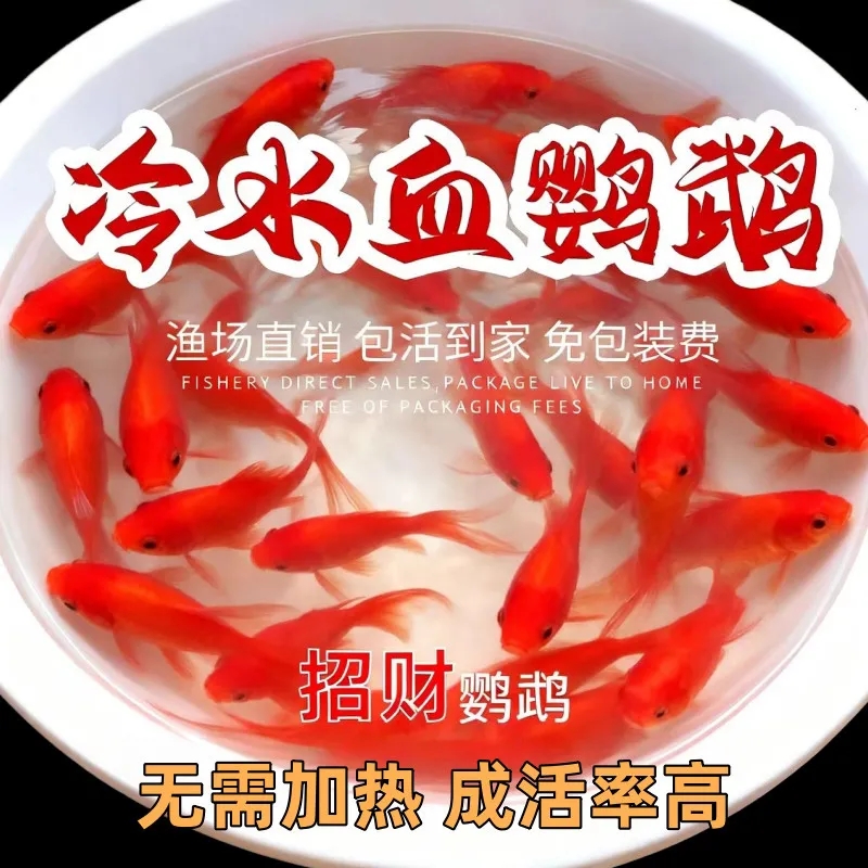 冷水鹦鹉血红观赏鱼耐活好养葡萄鱼好招财鱼黑眼金鱼