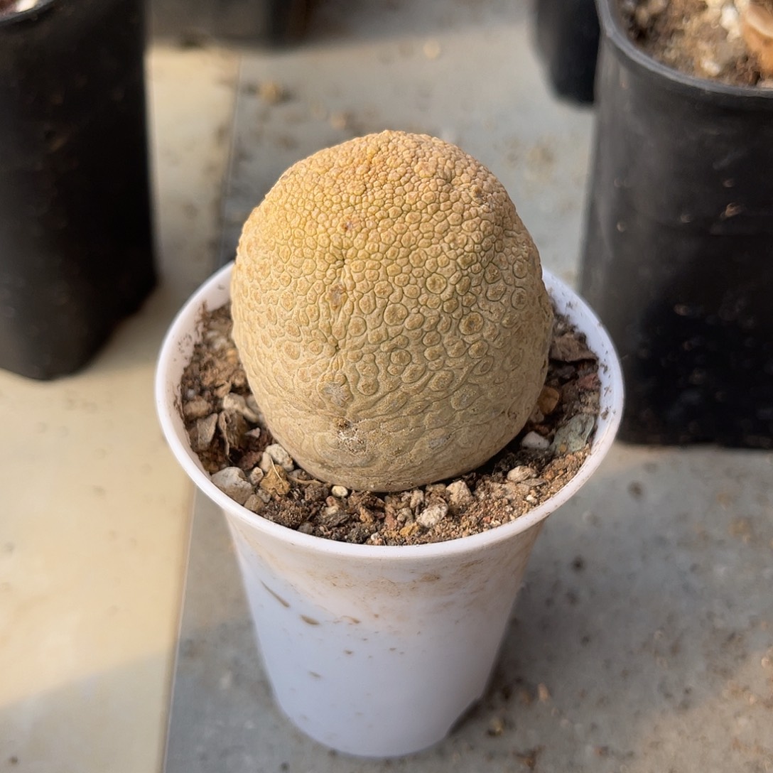 实生的佛头凝蹄玉一物一拍