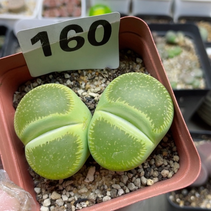 160绿光阳双头母本