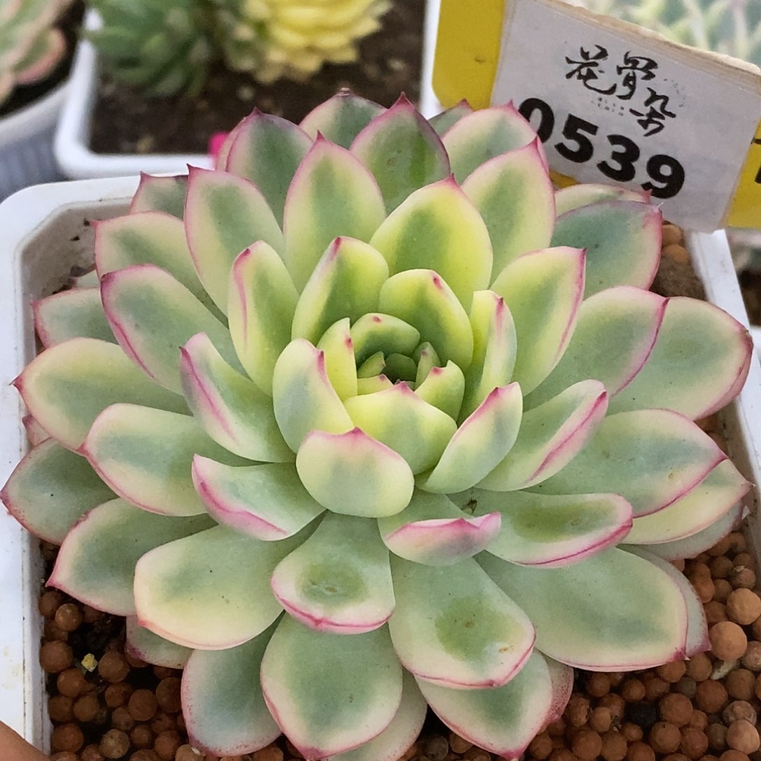 539雨燕座哈哈哈哈哈