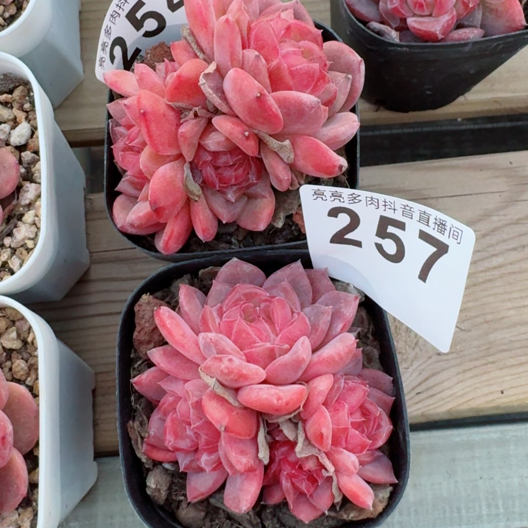 菡*轩灯芯琥珀         精品多肉