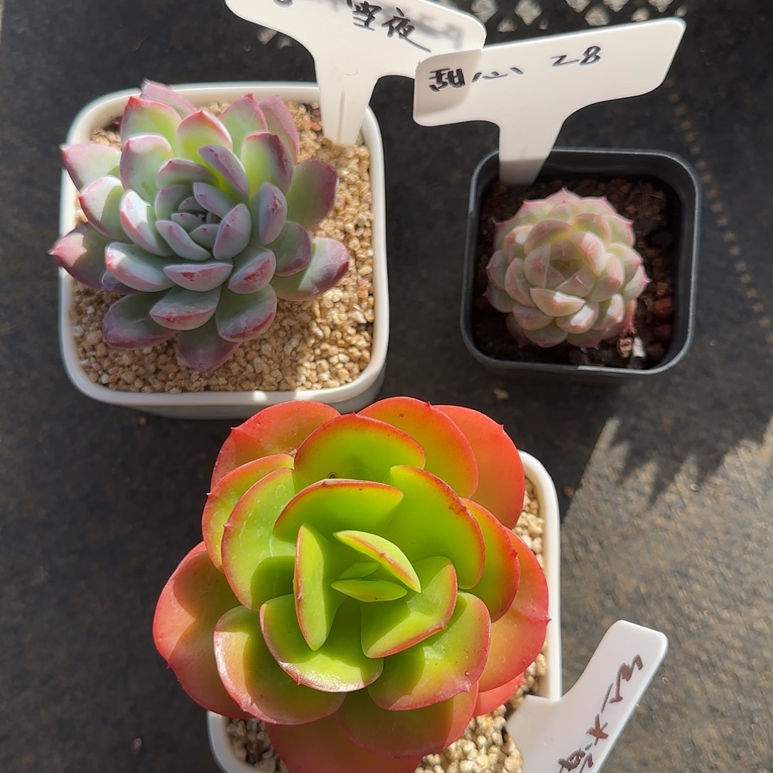 红梅不带盆土发货