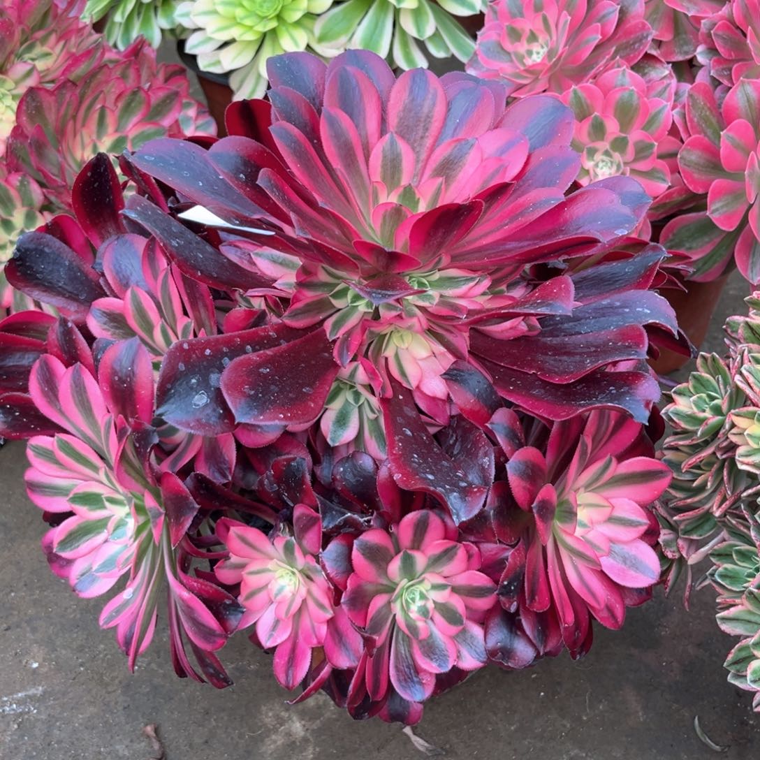 多肉植物美杜莎897