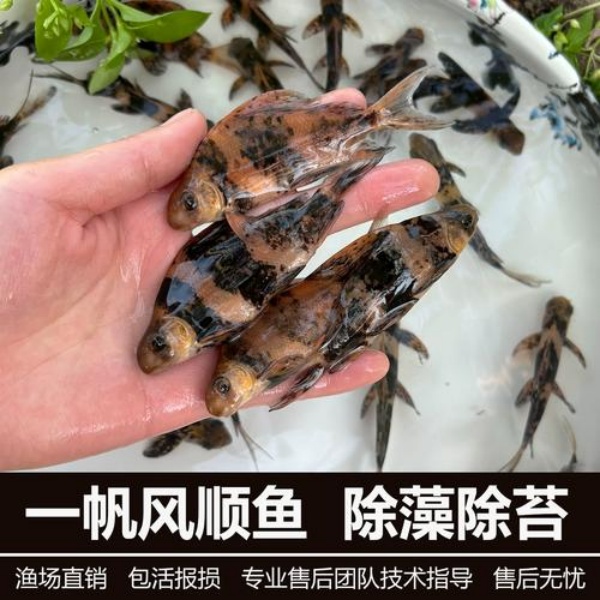 鲜活淡水鱼   四川一帆风顺鱼 淡水养殖