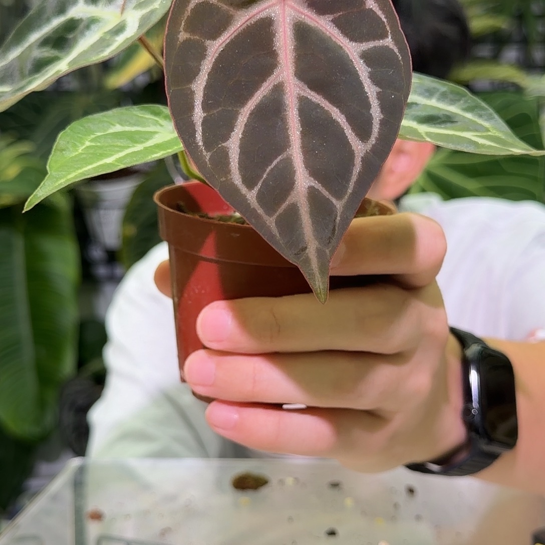 完全开放F506 红钻石杂神奇男孩