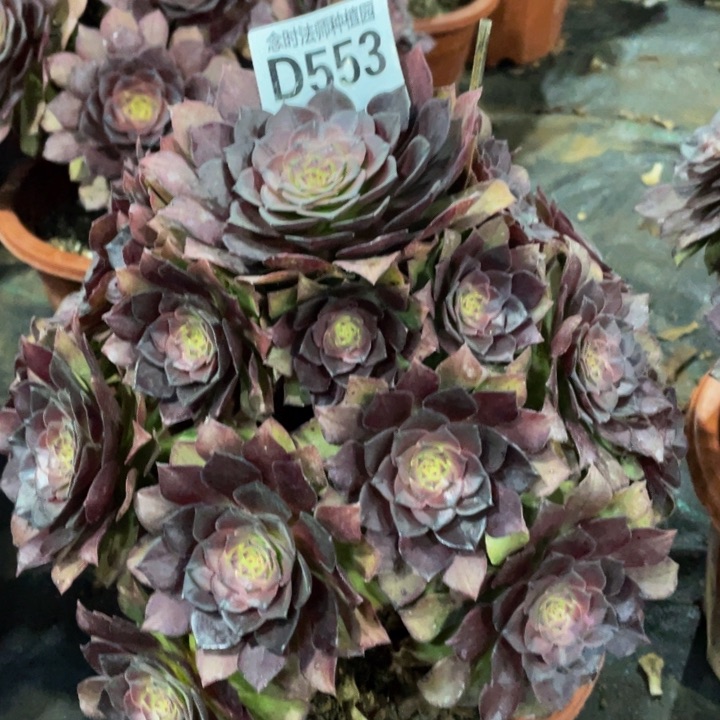 553桃花石111111多肉