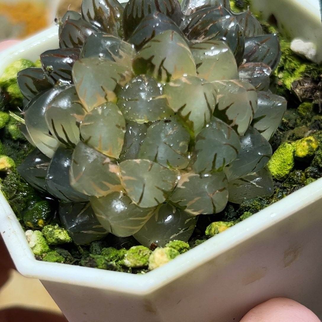 恭喜发财大吉大利997