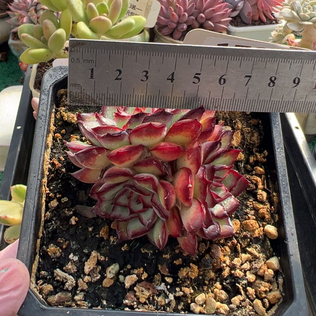 表妹精品多肉植物179.