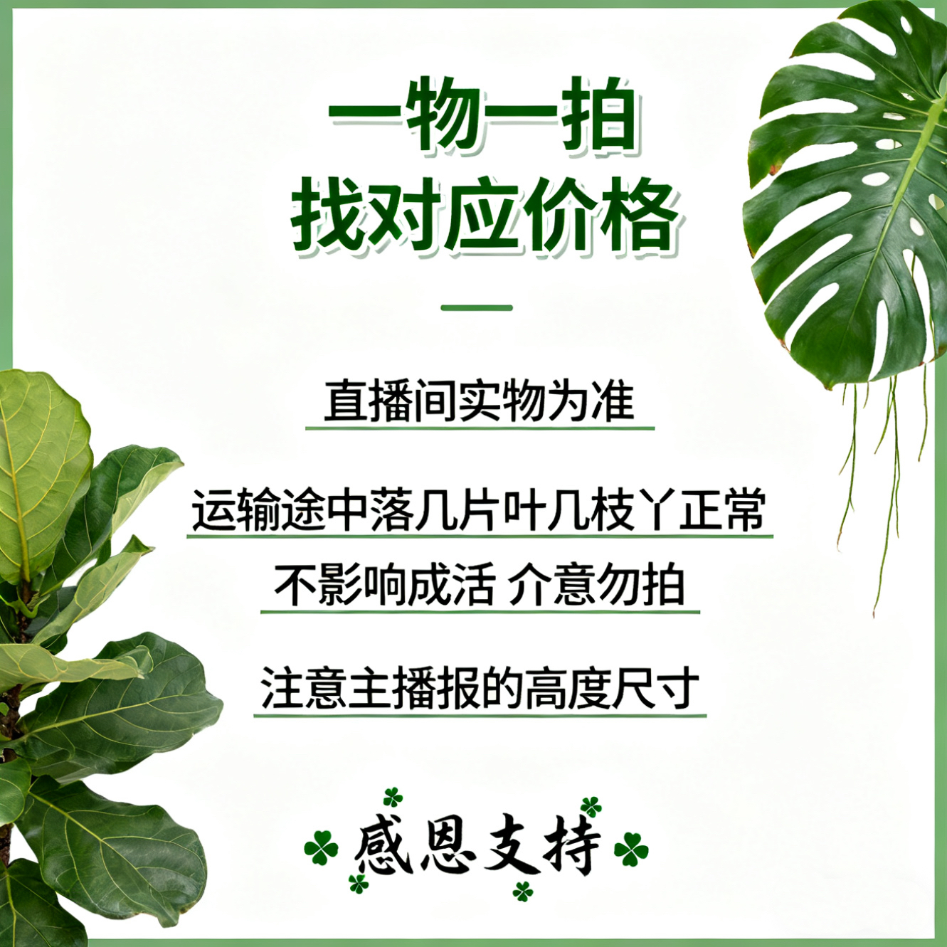 基地老桩好养室内盆景（直播间实物为准）