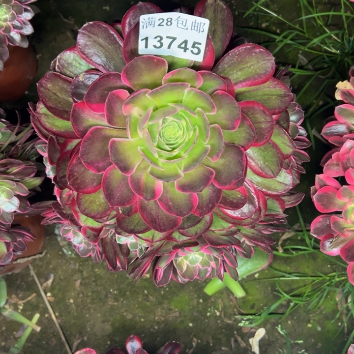 13745蓝莲花多肉植物