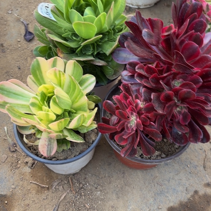 3颗多肉法师4649