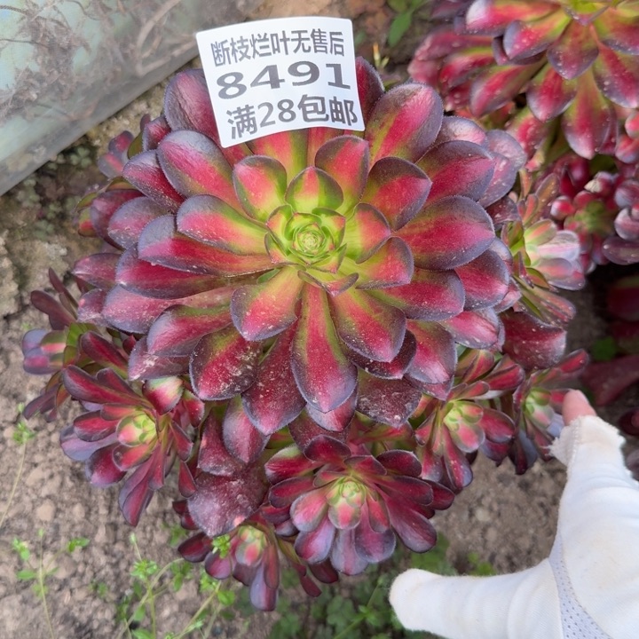 8491三号棚夕阳红日J