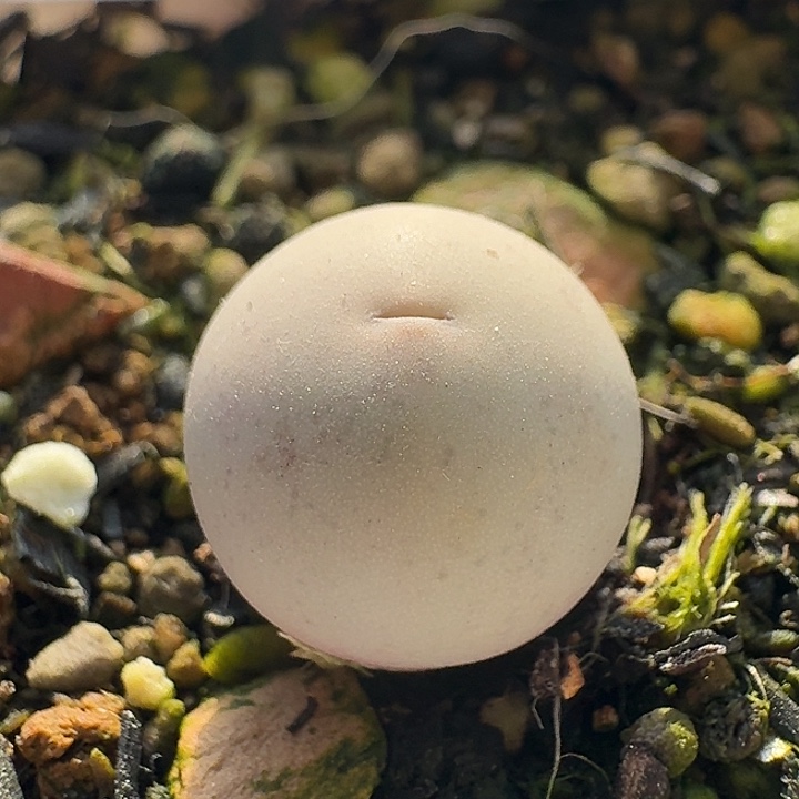 130 v嘴1102。肉锥 