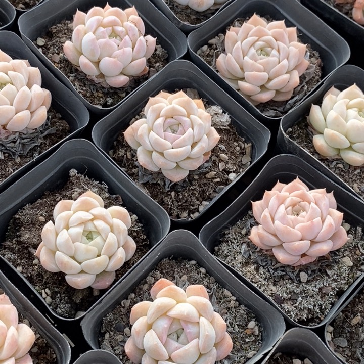 122白桃单头 福利多多