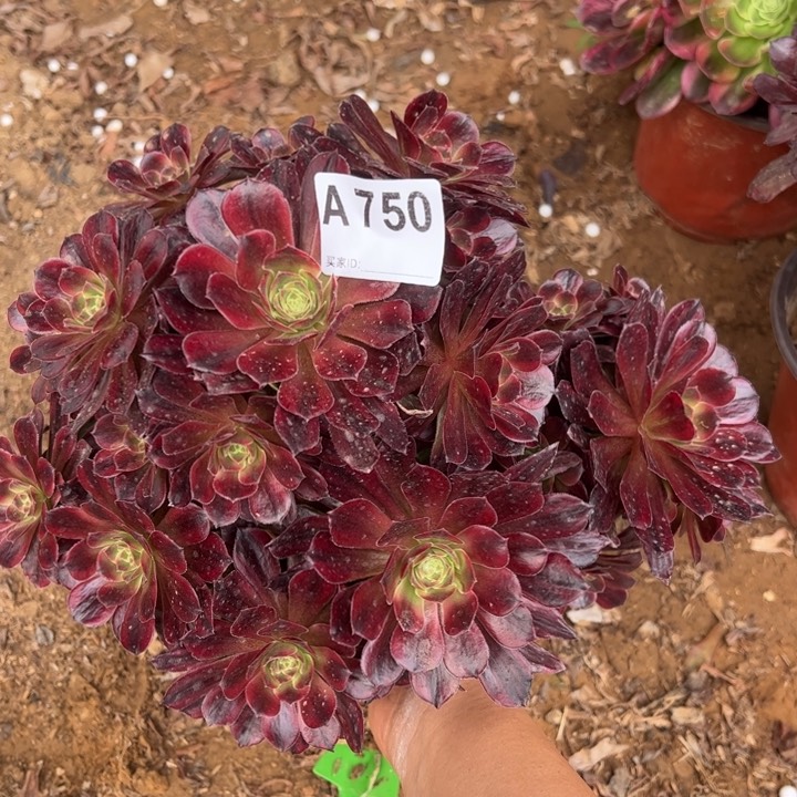 安娜多肉植物750