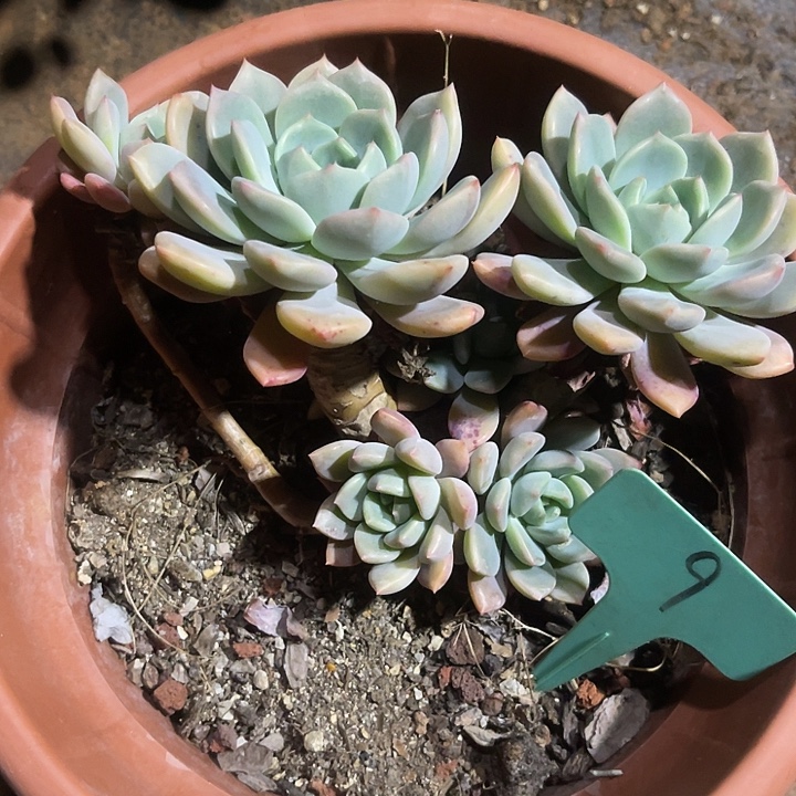 不售后，散，基地清货，9红橙