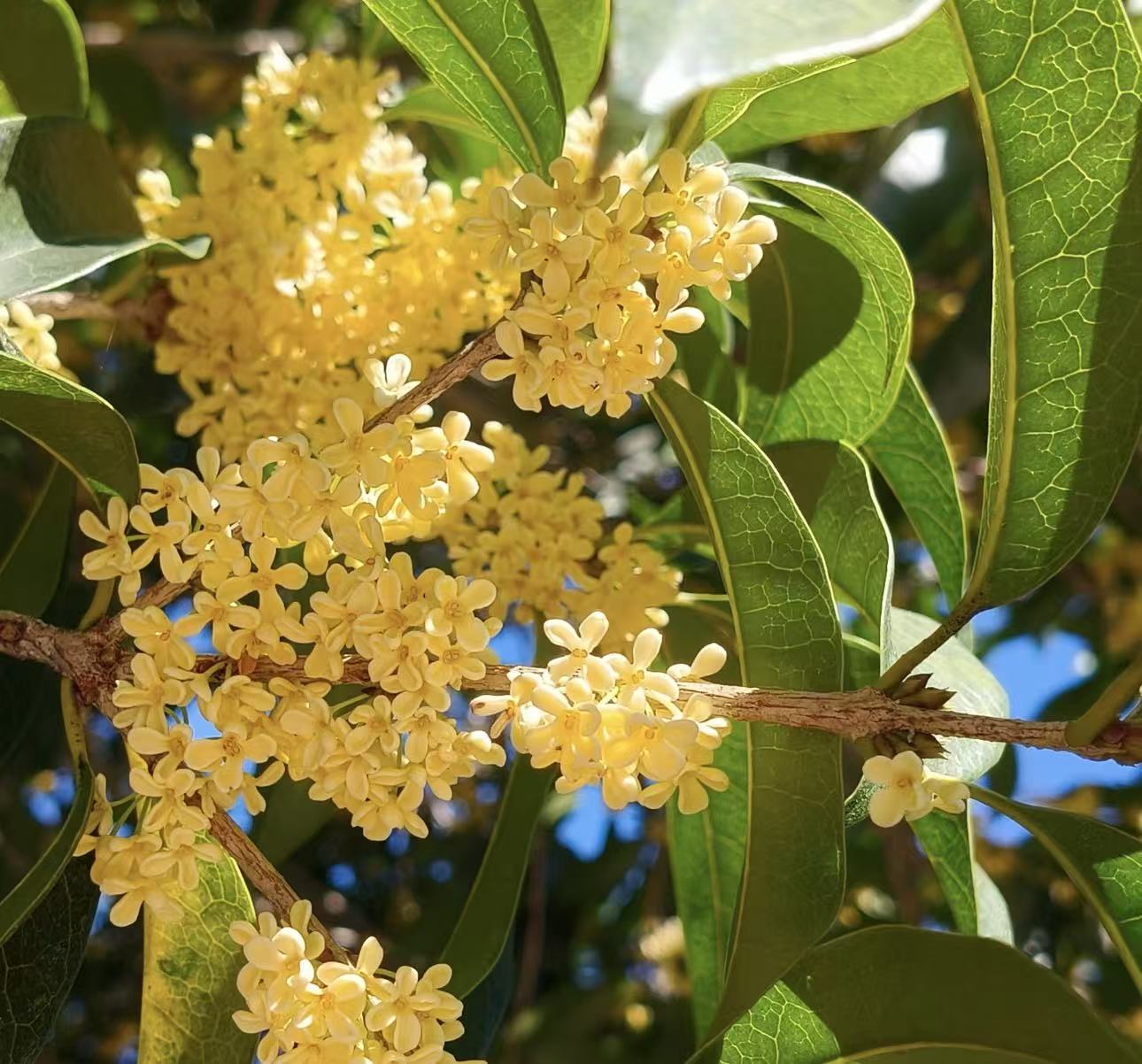 【李先生】（四季桂花##原盆原土）室内阳台好看好养花卉