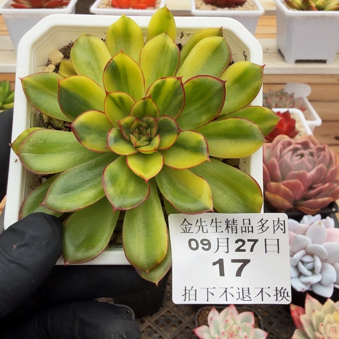 0927-17花脸锦单头