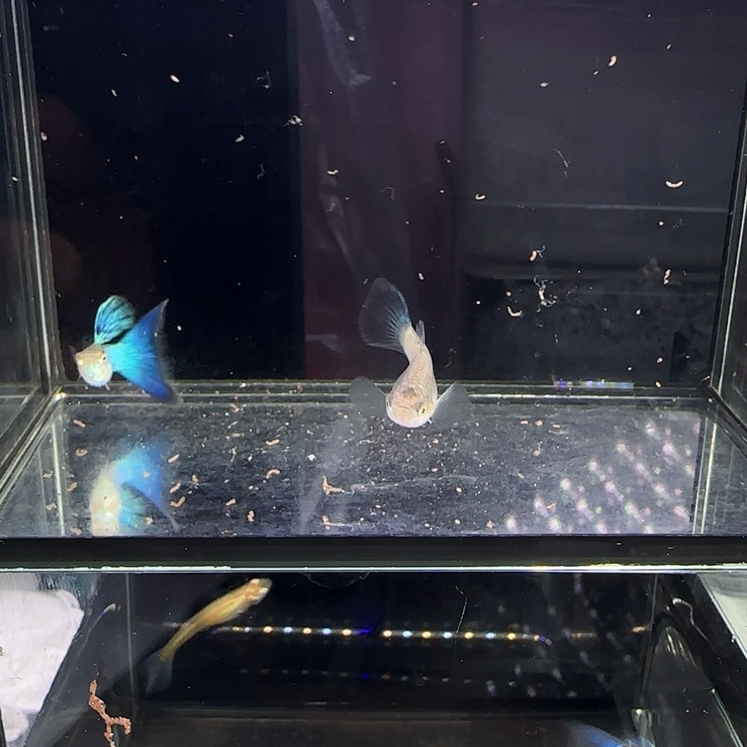 孔雀鱼新加兰一对