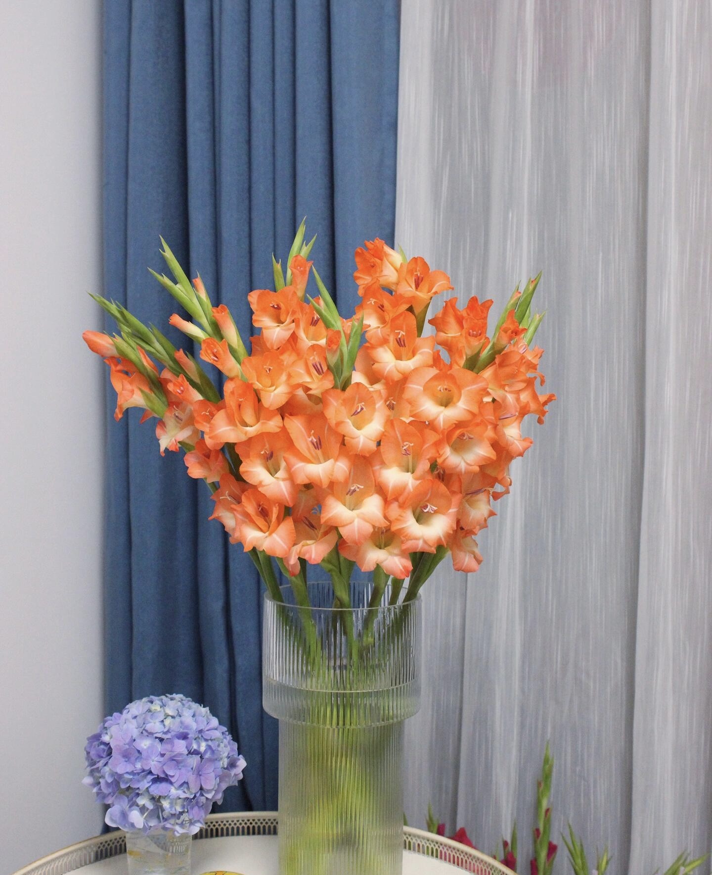   【源头一手价】阳光橙剑兰5支/10支 节节高 云南基地鲜花  直发