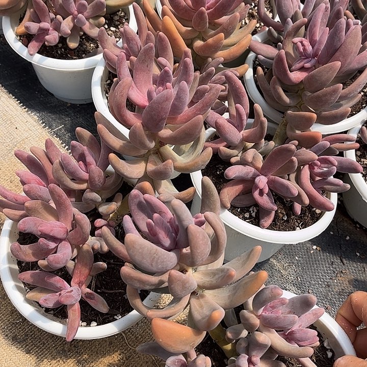 红手指9.99多肉植物精品