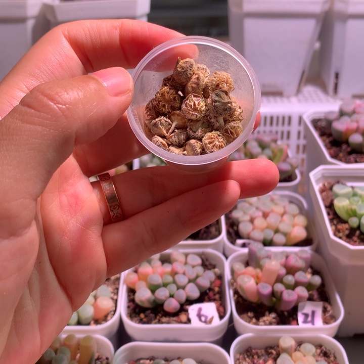 五十铃玉锦种荚2个