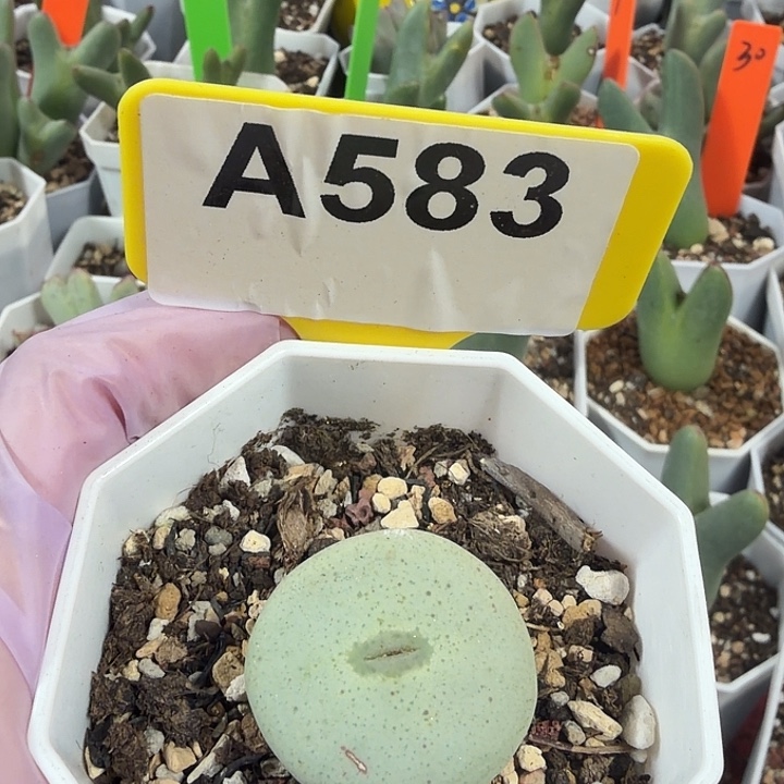 583mmmmnnnnnnnnnnnnn