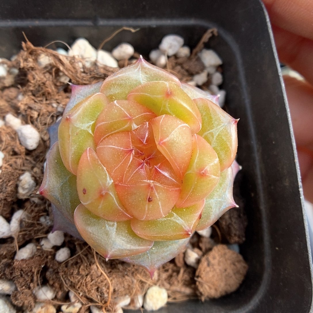 钻石心珍妮378号。 