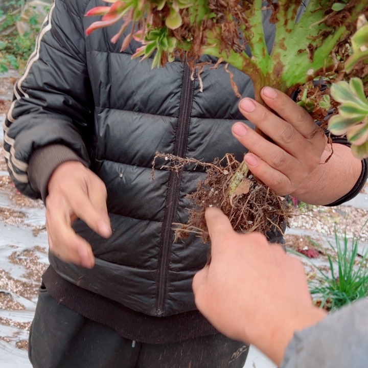 红袖醉话25号多肉法师有伤