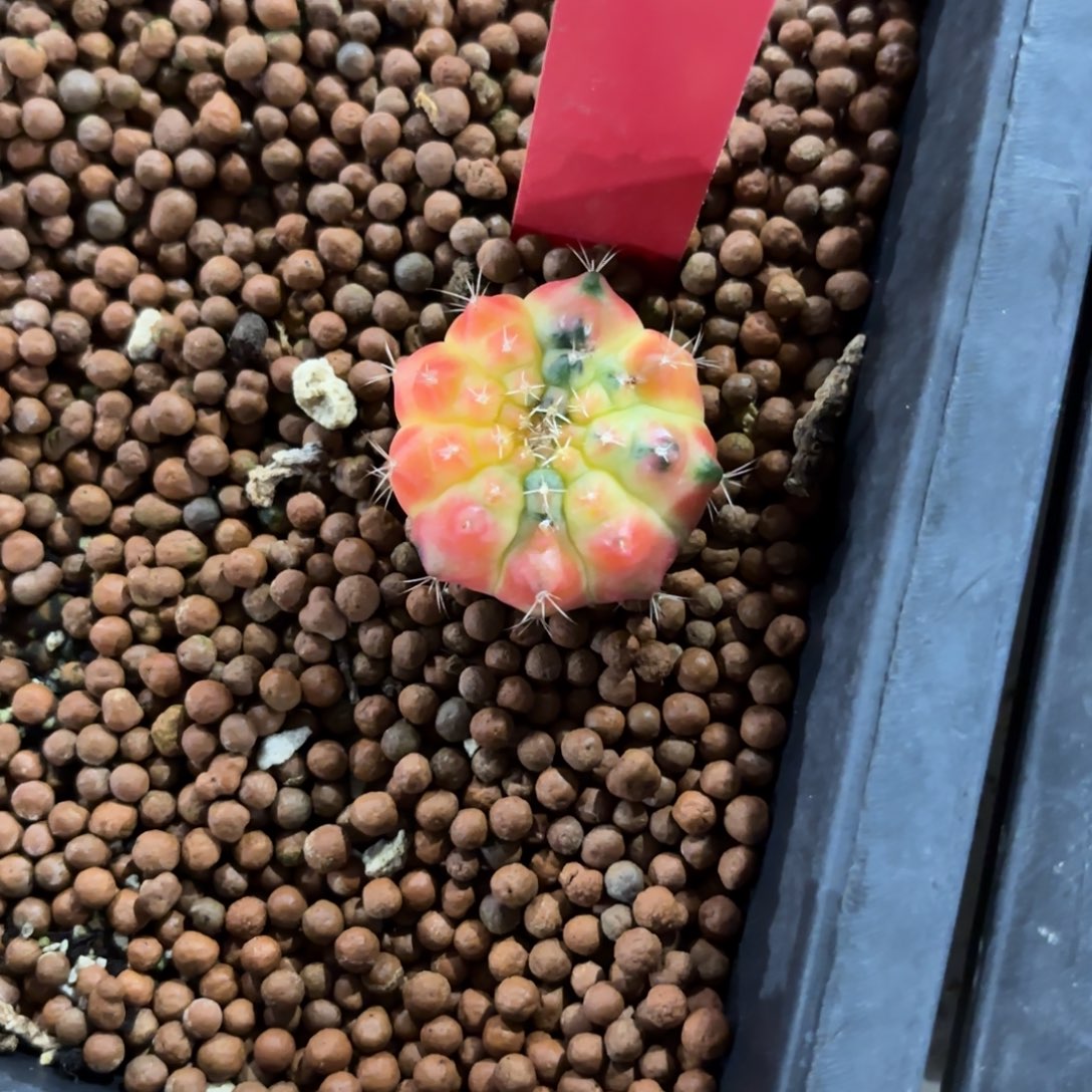 泰国米哈太阳皇冠03-1204