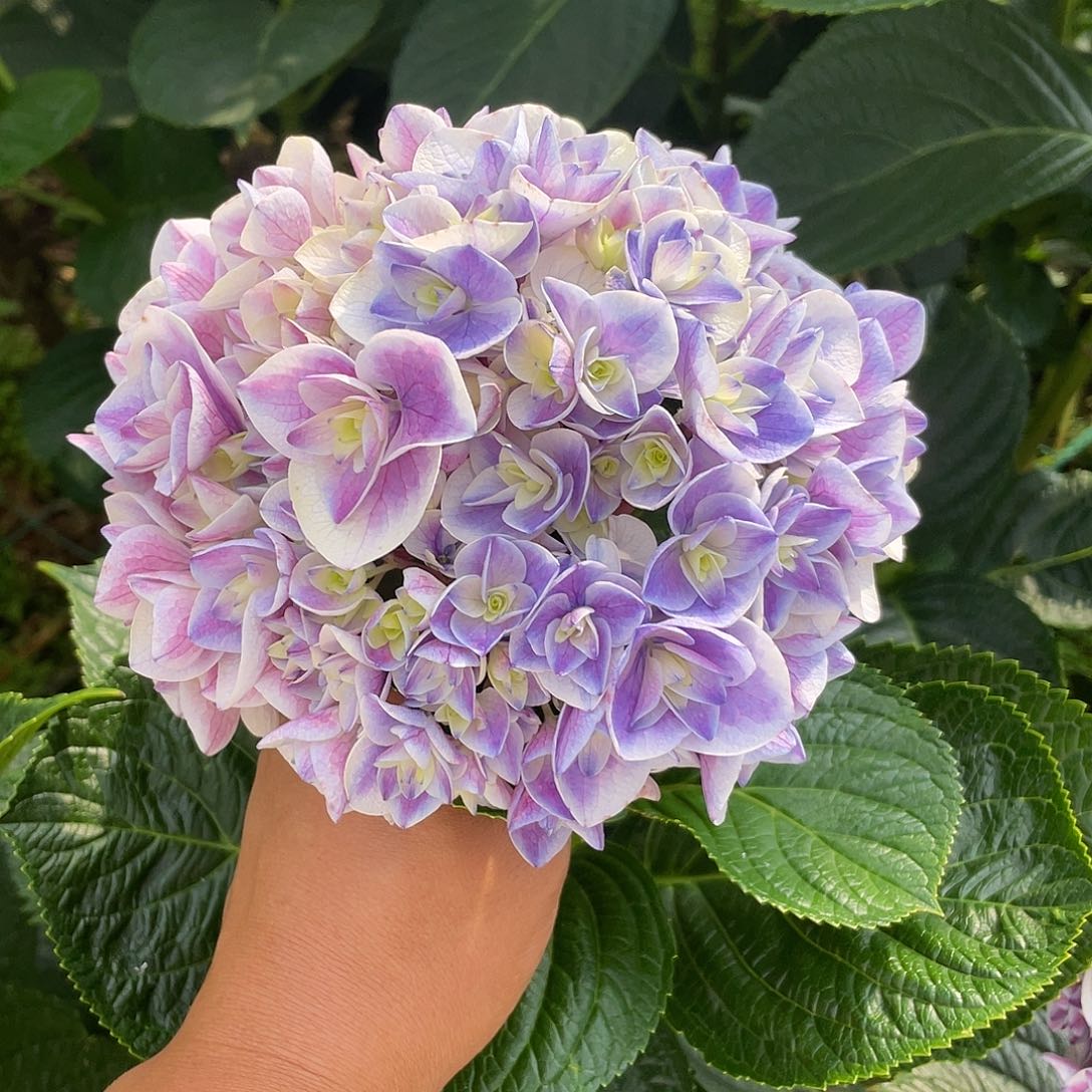 绣球切花一物一拍3枝起包邮，106