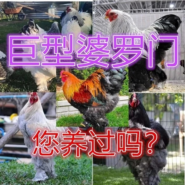 农家散养巨型婆罗门鸡宠物鸡250g左右活体包邮