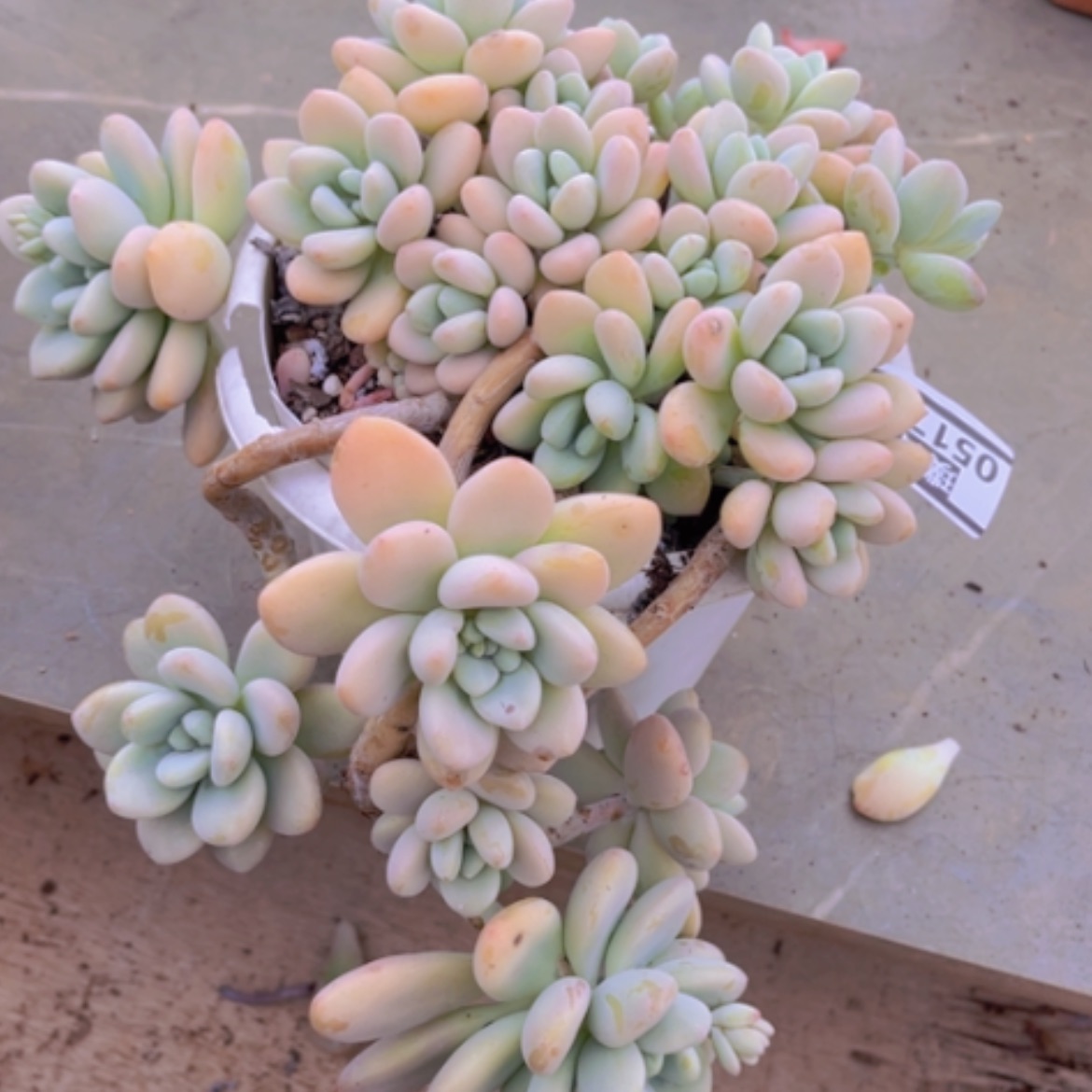 【闪购商品】香水洛神05174