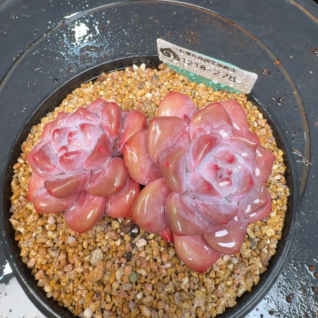 从前慢多肉精选编号1218.278