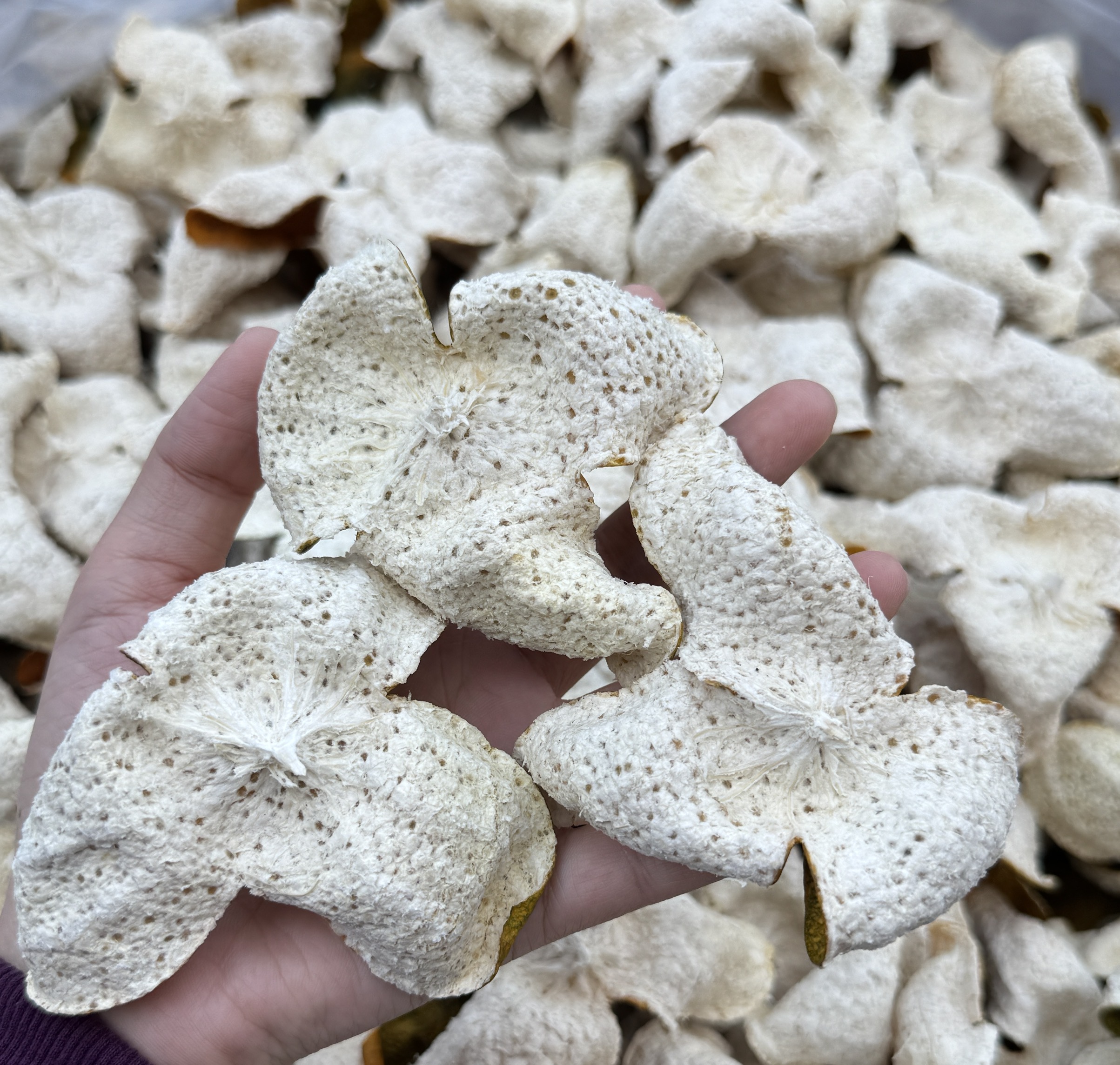 小太阳景云 塞口围二红  鱼胶花胶 500g鱼胶