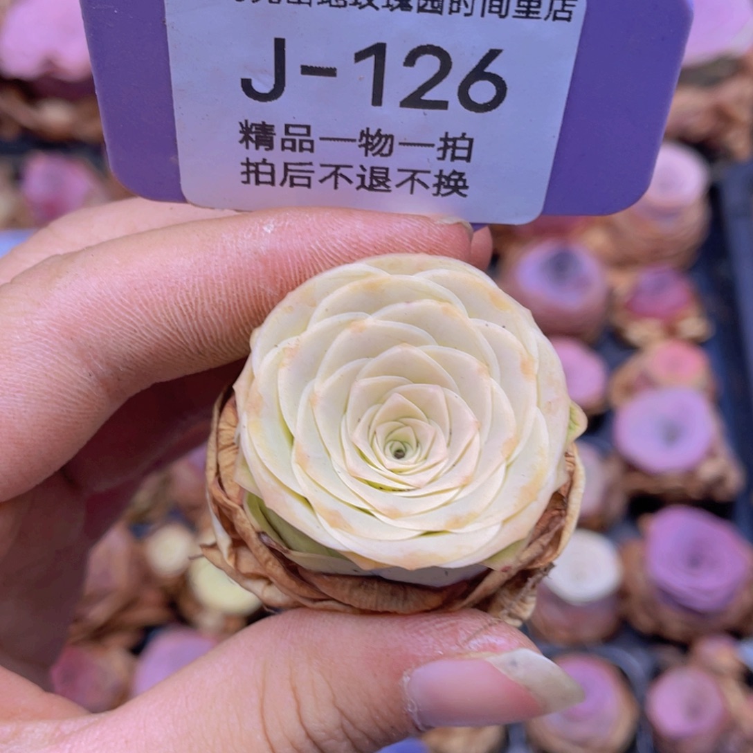 影***颖山地玫瑰J126满38包邮裸根发货
