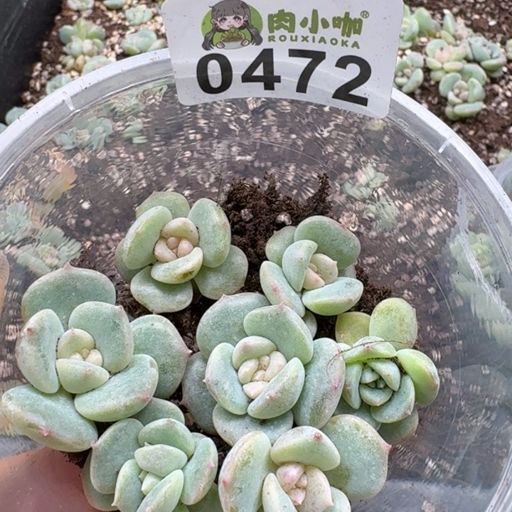 多肉植物多肉植物