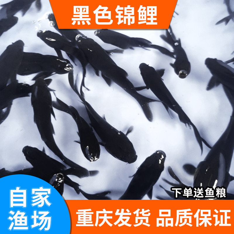 纯种黑色黄金观赏鱼冷水鱼好养耐活长短尾随机金鱼活体锦鲤草金鱼