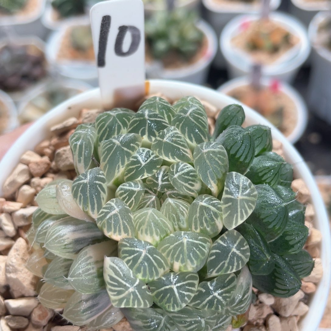 10糊斑宫灯锦群。         