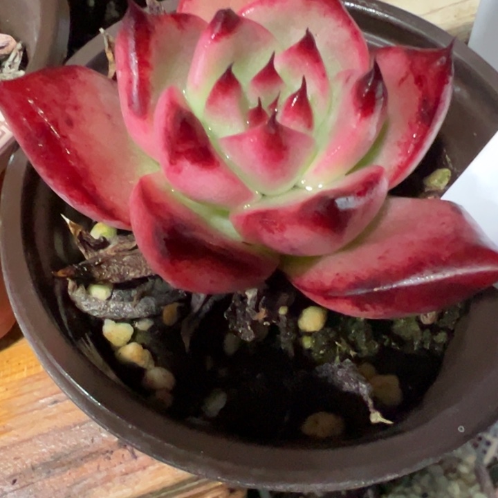 弗兰克多肉植物39