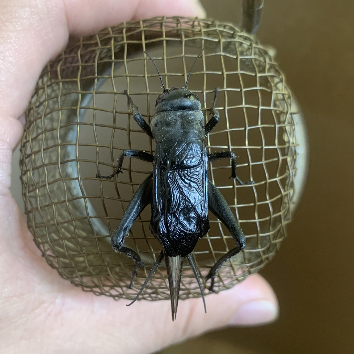 人工黑虫油葫芦4只（签收12小时内提供完整开箱视频超时不保）