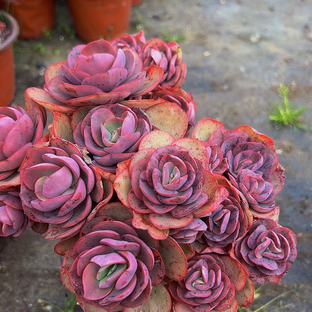 小叶秀妍多头群160杯