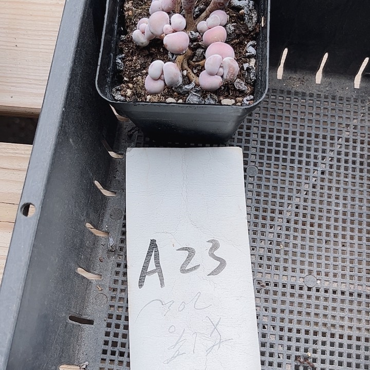 顺*.23密密麻麻买买买