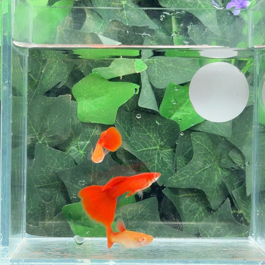 海水鱼全红白子孔雀鱼