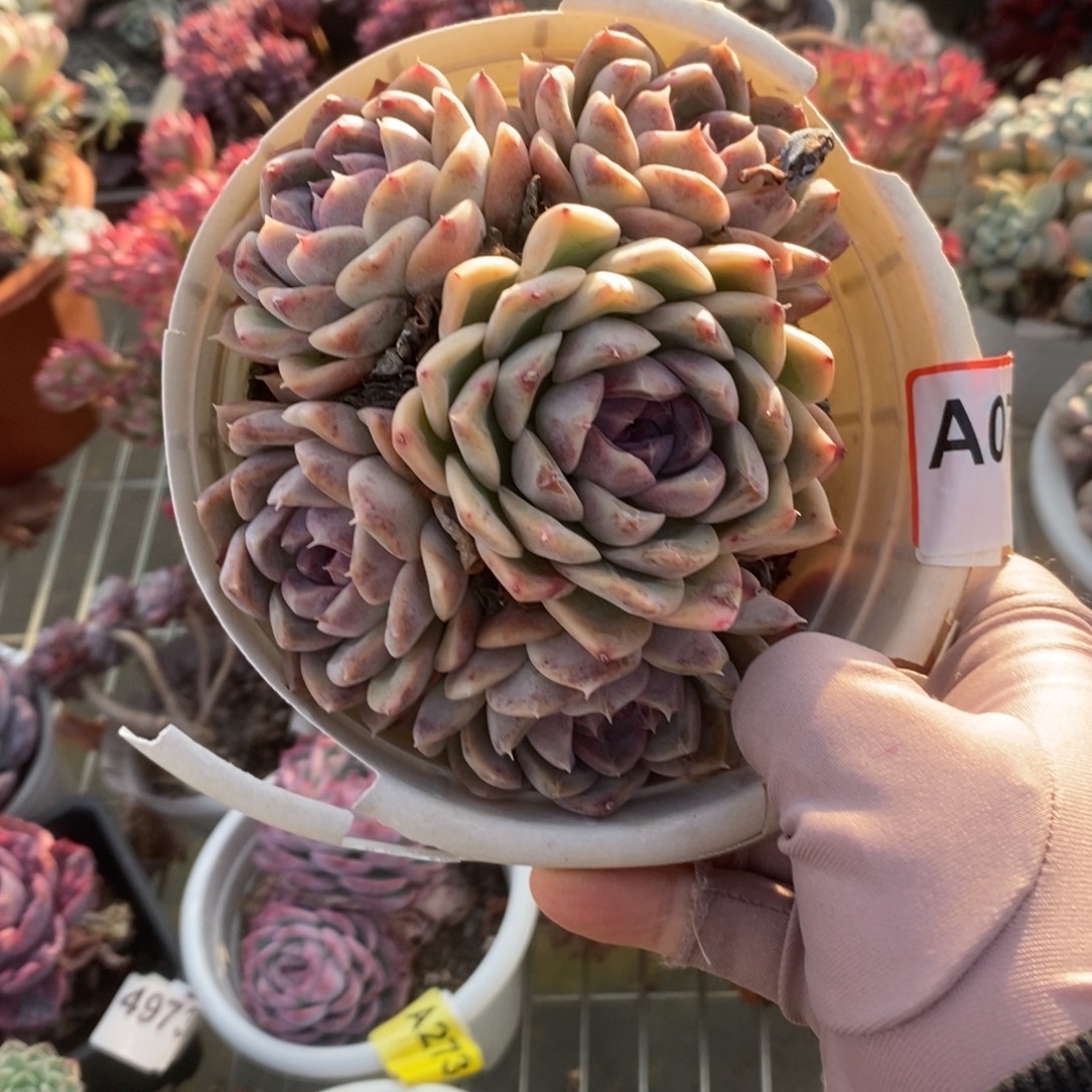 X***～076紫水晶一物一拍